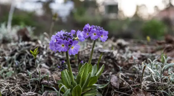 Två lila primula utomhus blommar i det torra lövverket.