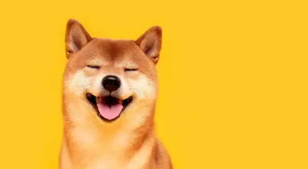 Uśmiechnięty pies shiba mały z zamkniętymi oczami i wystawionym językiem na żółtym tle.