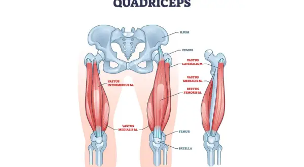 Illustrazione anatomica del quadricipite femorale, mostrando il femore, l'ilio e la rotula, con i muscoli vasto laterale, mediale, intermedio e retto del femore.