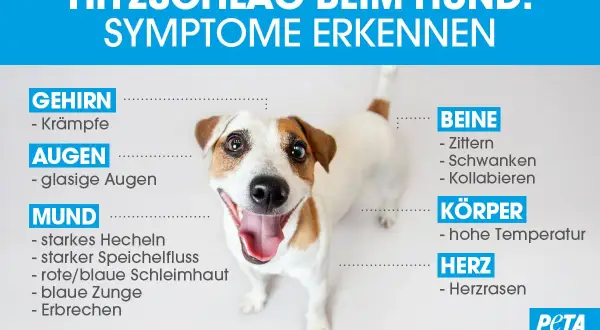 Ein Hund mit weit geöffnetem Maul und herausgestreckter Zunge. Text erklärt Symptome von Hitzschlag beim Hund: Krämpfe, glasige Augen, starkes Hecheln, Zittern, hohe Temperatur, Herzrasen.
