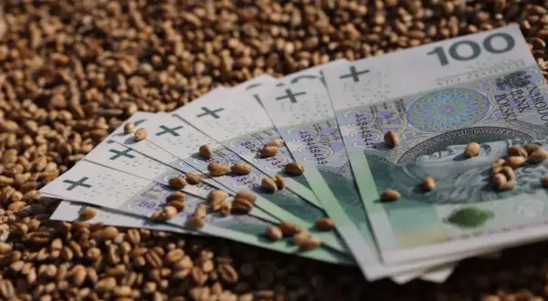 Pieniądze i ziarna pszenicy. Cena pszenicy w Zamościu może być wysoka, jak sugerują banknoty 100 zł.