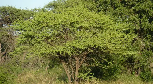Un albero spinoso domina il paesaggio, circondato da altre piante della savana. L'erba secca e il cielo azzurro completano la scena.