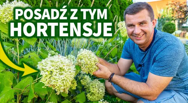 Hortensja Anabelle z czym sadzić, aby stworzyć piękne kompozycje?