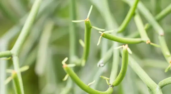 Close-up of a pencil cactus, its segmented green stems reaching out. Be cautious, as this pencil cactus is toxic.