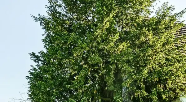 Gęsta korona wiekowego drzewa, być może najstarszego drzewa w Polsce, z fragmentem dachu w tle.