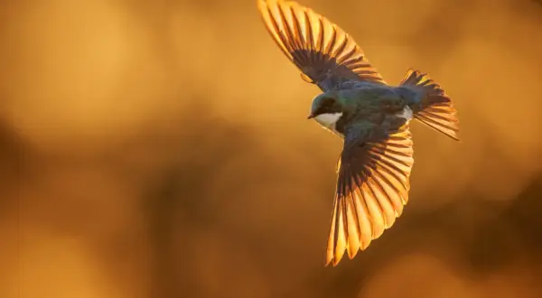A beautiful bird in flight photography, wings spread wide, catching the golden light of sunset.