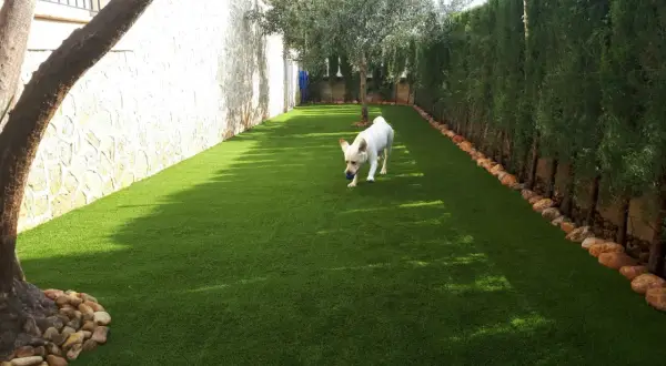 Un perro blanco juega con una pelota azul en un jardín con césped artificial.