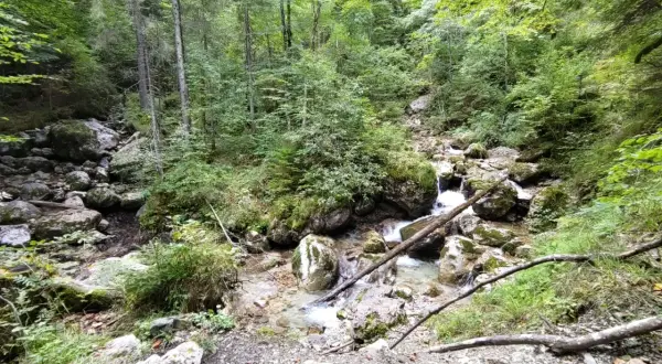 Ein kleiner Bach plätschert über Steine in einem dichten Wald. Die Reichenbachklamm Wanderung führt durch diese idyllische Natur.