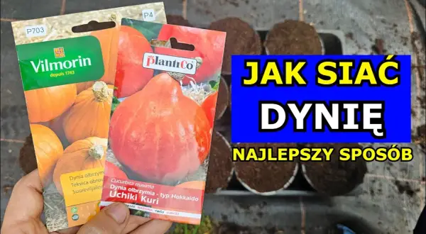 Kiedy sadzić dynie, by uniknąć błędów i uzyskać obfite plony