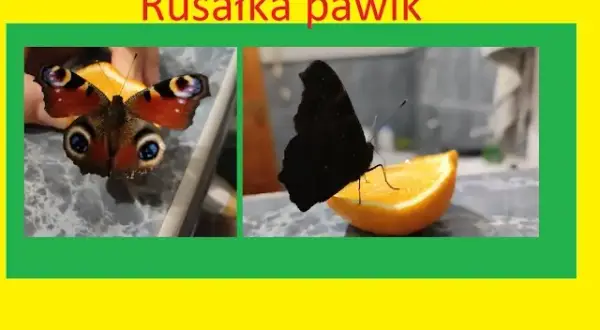 Jak zimują motyle w Polsce? Poznaj ich sekrety i pomóż im