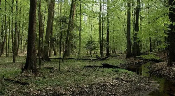 Zielony las z potokiem, jeden z najpiękniejszych rezerwatów przyrody w Polsce.