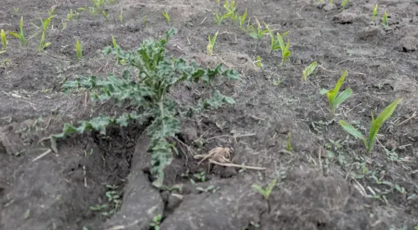 Chwast na polu kukurydzy. Zastanawiasz się, jak rozrobic randap, by pozbyć się tego intruza?