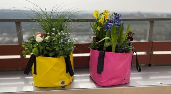 Zwei bunte Pflanztaschen, gefüllt mit blühenden Blumen im Juni. Gelb und Pink leuchten auf dem Balkon.