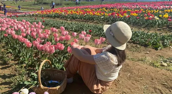 Bambina con cappello seduta in un campo di tulipani rosa e gialli, con un cesto di fiori accanto.