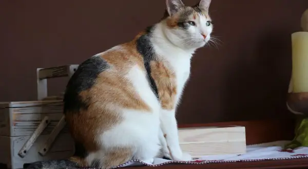 Gato tricolor sentado, con mirada atenta. Ideal para aprender como enseñar a un gato adulto a usar el arenero.