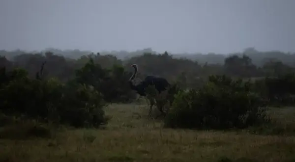 Ein Strauß im **Addo Nationalpark** auf einer nebligen Ebene, umgeben von dichter Vegetation.
