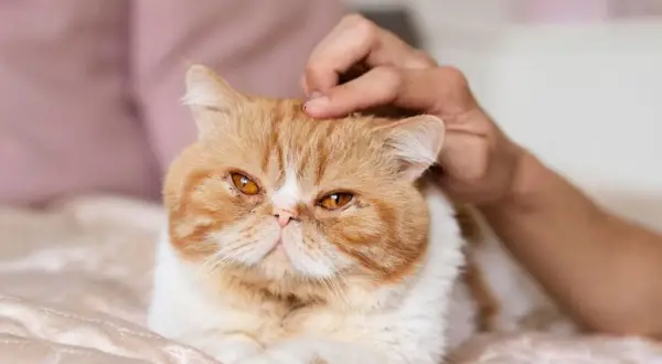 Gato exótico naranja y blanco recibe caricias en la cabeza, quizás disfrutando de los efectos relajantes de la valeriana para gatos.