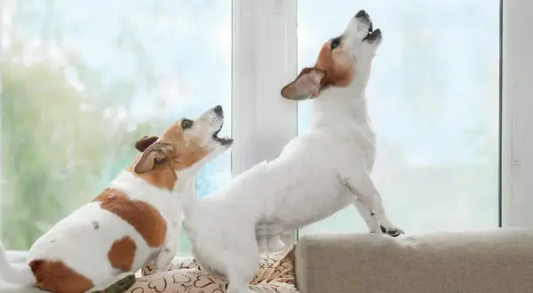 Zwei Hunde bellen aufgeregt im Garten. Einer sitzt auf einem Kissen, der andere steht auf einem Polster.