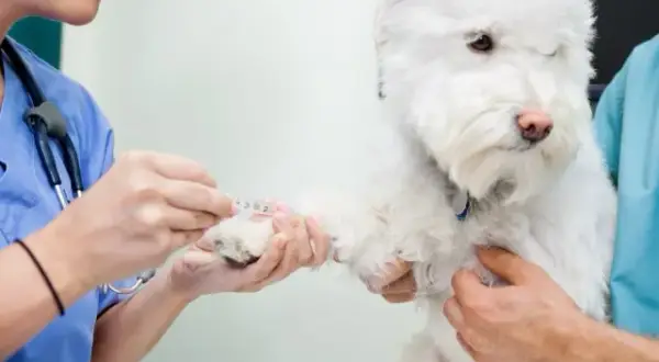 Veterinario 24 horas: atención urgente para tu mascota cuando más lo necesita