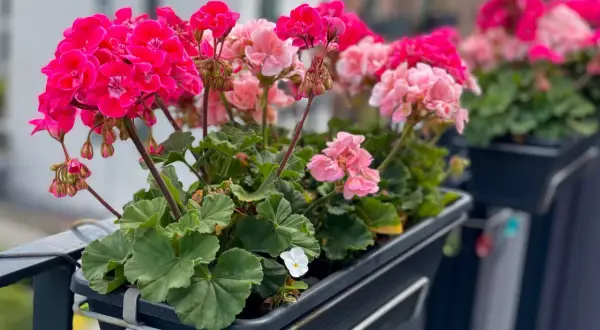 Kwitnące pelargonie w doniczce na balkonie, w odcieniach różu i fuksji.