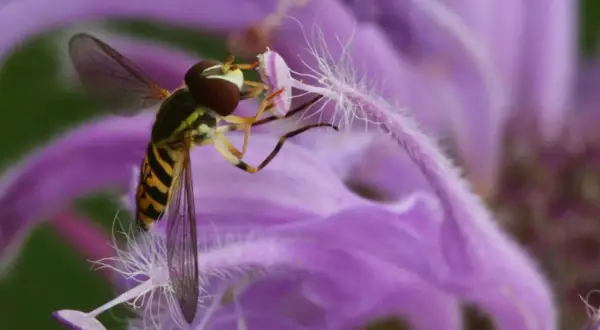Un syrphe pyrastre, aux rayures jaunes et noires, butine une fleur violette aux longs pistils blancs.