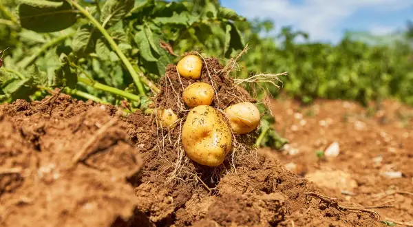 Frisch geerntete Kartoffeln, reich an Kohlenhydraten, ragen aus der Erde.