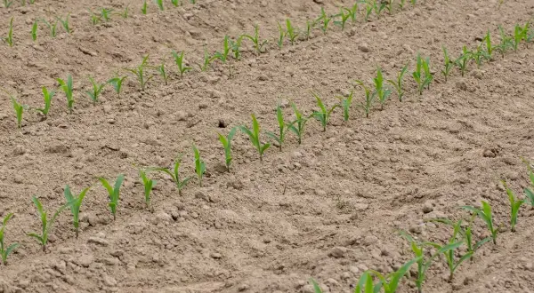 Jeunes pousses de maïs alignées dans un champ labouré. Le moment idéal pour savoir quand planter le maïs en pleine terre est lorsque le sol est réchauffé.