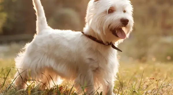 Westie w słońcu, szczęśliwy pies. Szukasz informacji o west pies cena?