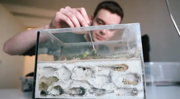 Mężczyzna z pęsetą nadzoruje mrówki w szklanym terrarium z tunelami.