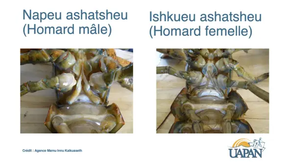 Comparaison des parties ventrales d'un homard mâle et d'une homard femelle, montrant les différences anatomiques.