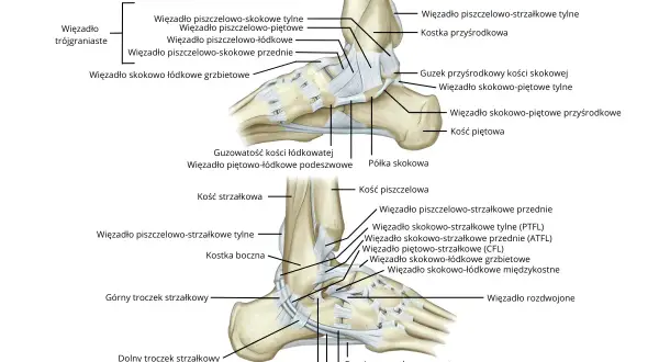 Anatomia więzadeł stawu skokowego z zaznaczonymi strukturami kostnymi i więzadłowymi.