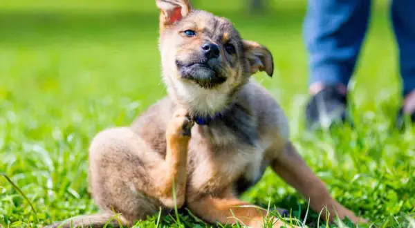 Repelente pulgas: soluciones naturales para proteger tu hogar y mascotas