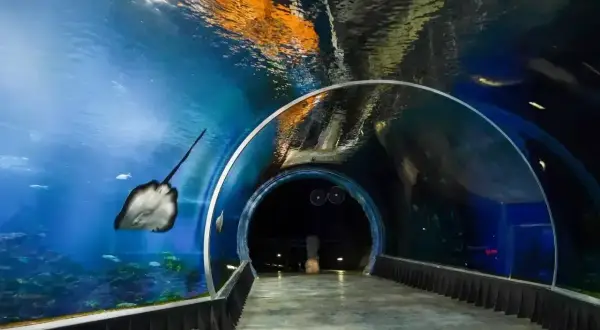 Podwodny tunel w Afrykarium we Wrocławiu. Płaszczka płynie obok, a nad głową widać odbicia i światło.