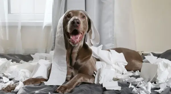 En hund med toalettpapper runt huvudet ligger på en säng omgiven av pappersrester. Stackars hund dålig i magen, eller bara busig?