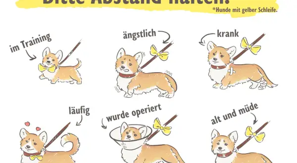 Sechs Corgis mit gelben Schleifen, die verschiedene Zustände wie "im Training", "ängstlich", "krank" und "operiert" darstellen.