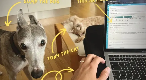 Gump the dog and Tony the cat watch as an article about the "meow synth" is written.