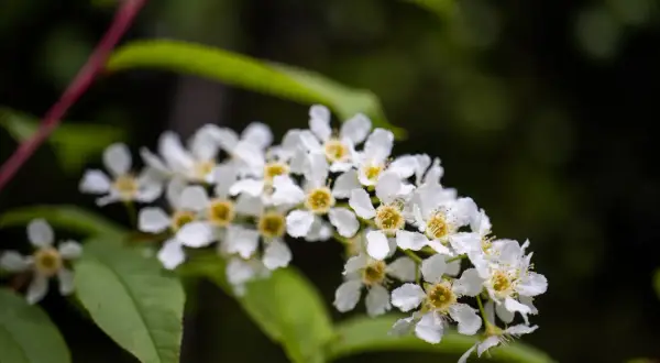 Kwiaty czeremchy, z których powstaje pyszna nalewka z czeremchy, delikatnie rozkwitają na tle zieleni.
