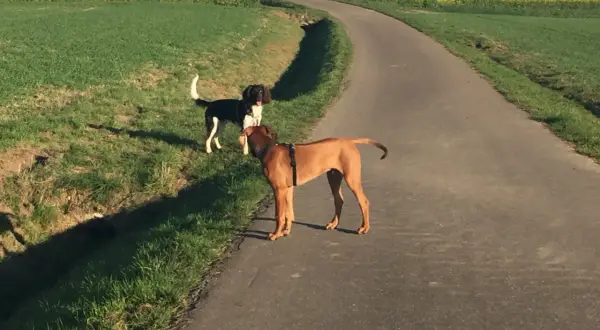 Zwei Hunde auf einem Feldweg. Der braune Hund trägt ein Geschirr, der schwarz-weiße Hund steht daneben. Hoffentlich hat sich keiner eine geprellte Rute beim Hund zugezogen.