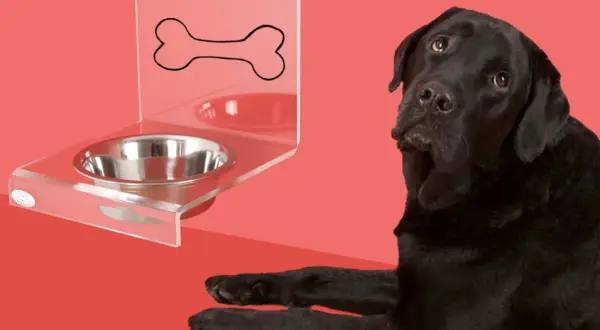 Un perro negro mira con desconfianza un cuenco de agua vacío. ¿Será que mi perro no bebe agua?