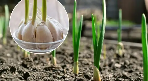 Jakie nawozy pod czosnek? Najlepsze sposoby na zdrowe plony