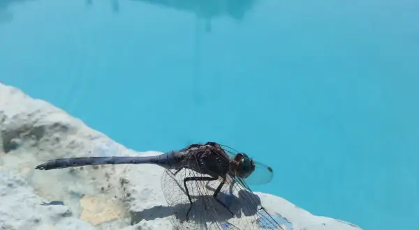 Un insecte, une libellule, se repose sur le bord d'un étang bleu vif.