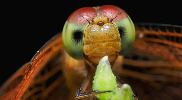 Macro insect photography captures a dragonfly's striking red and green eyes, intricate wings, and fuzzy green plant.
