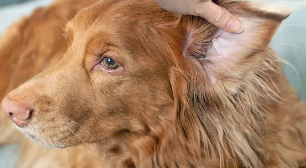 Ein Hund mit braunem Fell wird am Ohr untersucht, um mögliche Grasmilben zu entdecken.