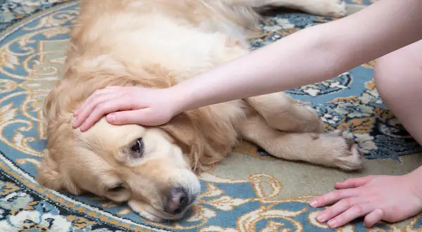 Złoty retriever leży na dywanie, głaskany przez człowieka. Pies wygląda na chorego, może to skręt żołądka.