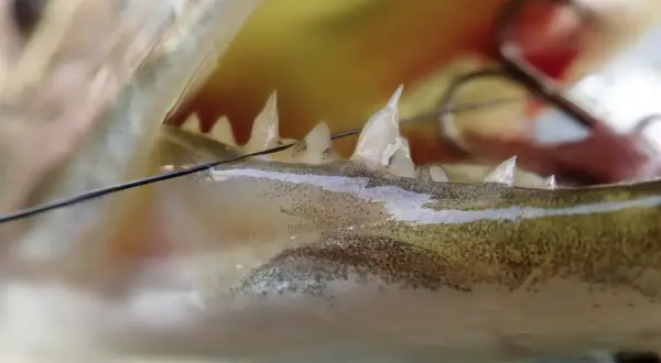 Nahaufnahme des Mauls eines Fisches mit scharfen Zähnen und einem Haken. Ein Wels Biss, der die Kraft des Fangs zeigt.