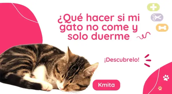 Gato atigrado durmiendo. Texto: "¿Qué hacer si mi gato no come y solo duerme?". Descubrelo!