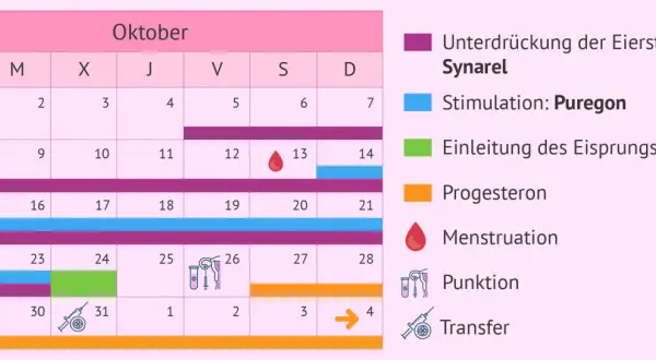 Kalender für schwanger werden tipps: zeigt Medikamentengabe (Synarel, Puregon, Ovitrelle, Progesteron), Menstruation, Punktion und Transfer.