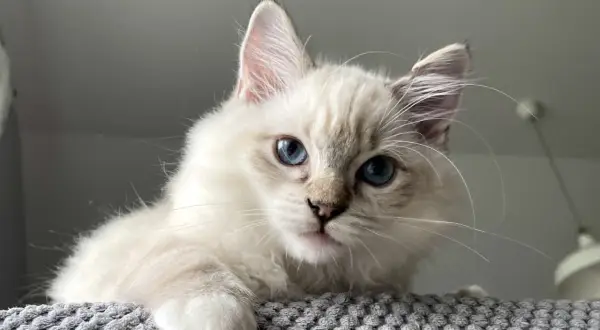 Uroczy kot ragdoll z niebieskimi oczami spogląda zza szarego, miękkiego podłoża.