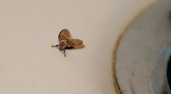 En liten, luddig insekt med vingarna utbredda sitter på en ljus yta nära en metallkant. Små flugor inomhus, inte bananflugor, kan vara irriterande.