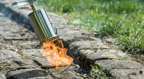 Flammen züngeln aus einem Brenner, um lästiges Unkraut auf einem gepflasterten Weg abzuflammen.